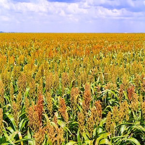حقل من نبات السرغوم في بِتسوانا، حيث أسفرت تقنية التحرير الجيني عن ابتكار نبات سرغوم مقاوم لعشب طفيلي مدمر يُسمى عشب الساحرة.